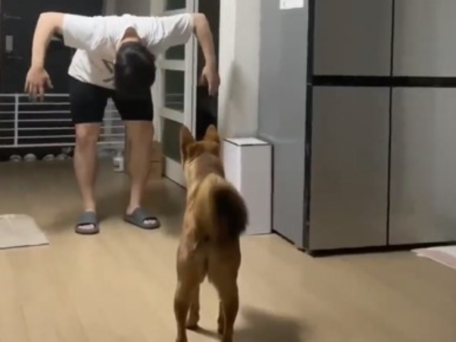 अपने कुत्ते को कैसे डराएं ? जानने के लिए जरूर देखें ये वीडियो