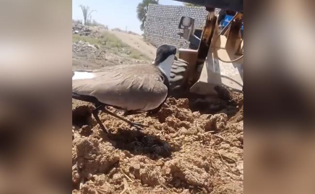 "Maa Tujhe Salaam": Anand Mahindra Shares Video Of Bird Guarding Eggs From Excavator