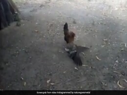 मुर्गी ने अपने बच्चों को बचाने के लिए बाज के साथ की जबरदस्त Fight, आगे जो हुआ, Video देख नहीं होगा यकीन मुर्गी ने अपने बच्चों को बचाने के लिए बाज के साथ की जबरदस्त Fight, आगे जो हुआ, Video देख नहीं होगा यकीन