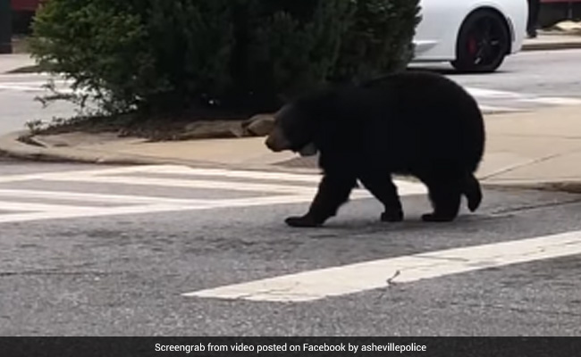 Viral Video: Bear Takes A Stroll In US City, Internet Surprised