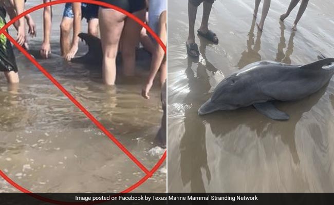 Dolphin Stranded On Texas Beach Dies After People Attempt to Ride It