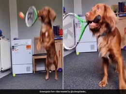 VIDEO: गजब का बैडमिंटन खेलता है यह डॉगी, दांत में रैकेट दबाकर लगाता है शॉट्स VIDEO: गजब का बैडमिंटन खेलता है यह डॉगी, दांत में रैकेट दबाकर लगाता है शॉट्स