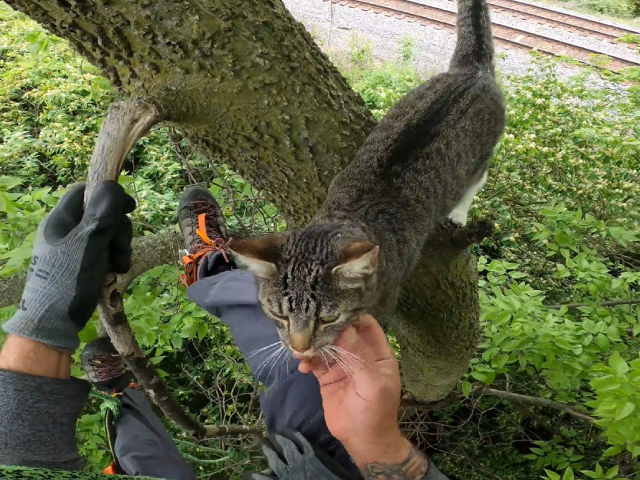 दो दिन से पेड़ पर फंसी थी बिल्ली, शख्स ने ऐसी बचाई जान