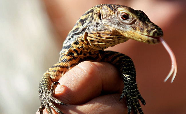 A Fifth Of World's Reptile Species Deemed Threatened With Extinction