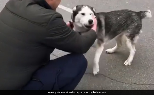 Video Shows Emotional Moment Dog Is Reunited With Owner In Ukraine's Bucha