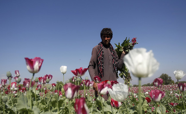 Taliban Bans Drug Cultivation In Afghanistan, Including Lucrative Opium