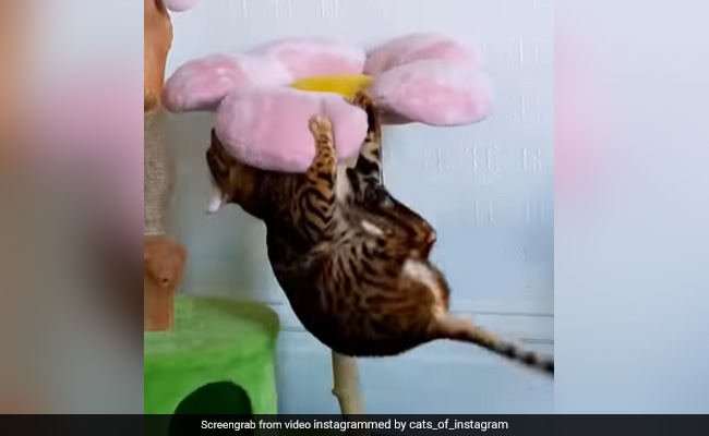 बिल्ली Pull-Ups करने में है एक्सपर्ट, क्या आप भी कर सकते हैं इसकी नकल, Video देख नहीं रुकेगी हंसी