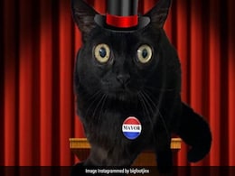 Jinx, Cat With Big Eyes And Wonky Feet, Declared Mayor Of US Town Called Hell Jinx, Cat With Big Eyes And Wonky Feet, Declared Mayor Of US Town Called Hell