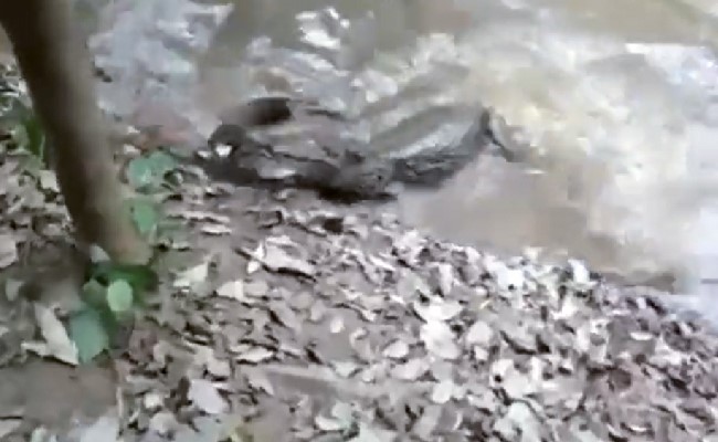 मछली को मुंह में दबाते ही लगा ऐसा करंट का झटका कि मगरमच्छ का हुआ ये अंजाम