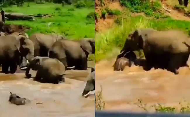 हथिनी ने तरकीब लगाकर ऐसे बचाई अपने डूबते बच्चे की जान, देखें दिल छू लेने वाला VIDEO