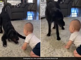 छोटे से बच्चे को हंसाने के लिए यहां वहां उछल कूद करने लगा डॉगी, दिल जीत लेगा Video छोटे से बच्चे को हंसाने के लिए यहां वहां उछल कूद करने लगा डॉगी, दिल जीत लेगा Video