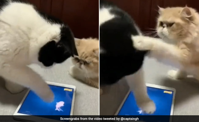मोबाइल फोन पर मछली को देखकर बिल्लियां हुई कंफ्यूज, एक-दूसरे पर कुछ इस तरह उतारी खीझ