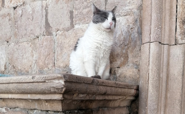 After 17-Year-Old Cat Evicted From Palace, What 12,000 People Did