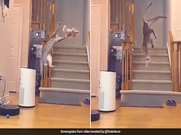 क्या आपने पहले कभी देखी है ऐसी Flying Cat, हवा में उड़कर करती है शिकार क्या आपने पहले कभी देखी है ऐसी Flying Cat, हवा में उड़कर करती है शिकार