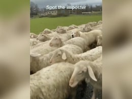 भेड़ों के झूंड में छिपा है एक दूसरा जानवर, 87 प्रतिशत लोग खोज नहीं पाए हैं, क्या बता पाएंगे? भेड़ों के झूंड में छिपा है एक दूसरा जानवर, 87 प्रतिशत लोग खोज नहीं पाए हैं, क्या बता पाएंगे?
