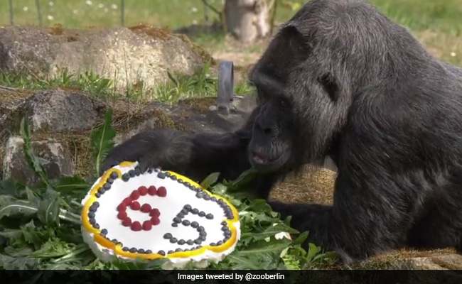 Fatou, World's Oldest Gorilla, Celebrates 65th Birthday With Tasty Treat