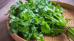 Mint Or Coriander - Which Has A Better Shelf Life? How To Store Them