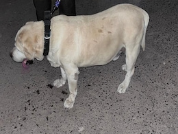 Madhya Pradesh: पुलिस का प्रशिक्षित डॉग ही उठाकर साथ ले गए हाईप्रोफाइल लोग, भारी मशक्कत के बाद UP से हुई बरामदगी Madhya Pradesh: पुलिस का प्रशिक्षित डॉग ही उठाकर साथ ले गए हाईप्रोफाइल लोग, भारी मशक्कत के बाद UP से हुई बरामदगी