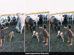 गायों के झुंड में फंसी मासूम-सी बच्ची के लिए फरिश्ता बना Doggy, VIDEO देख अटक गईं लोगों की सांसें गायों के झुंड में फंसी मासूम-सी बच्ची के लिए फरिश्ता बना Doggy, VIDEO देख अटक गईं लोगों की सांसें