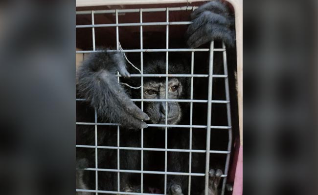 Assam Police Rescue 5 Chimpanzees, Arrest 2