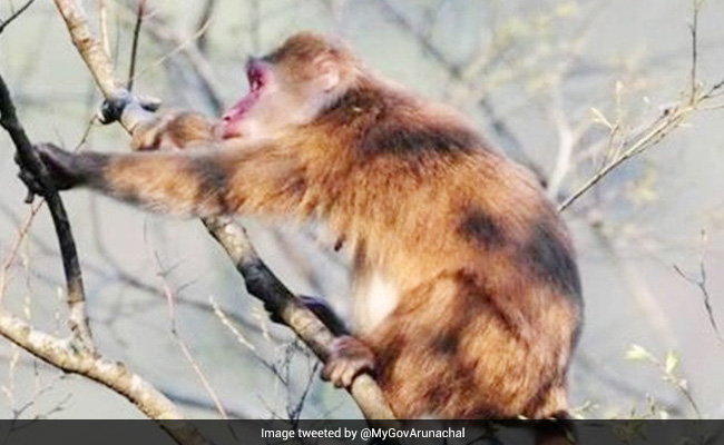 Rare White-Cheeked Macaque Spotted In Arunachal Pradesh