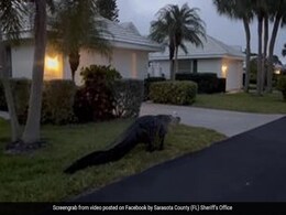 लोगों के घरों के बाहर घूम रहा था विशाल मगरमच्छ, देखकर लोगों के उड़े होश, वायरल हुआ VIDEO लोगों के घरों के बाहर घूम रहा था विशाल मगरमच्छ, देखकर लोगों के उड़े होश, वायरल हुआ VIDEO