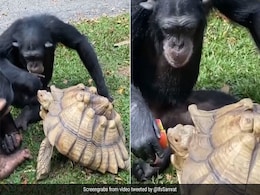 कछुए और चिम्पांजी की अनोखी दोस्ती को देखकर याद आया गाना- 'ये दोस्ती हम नहीं तोड़ेंगे....' कछुए और चिम्पांजी की अनोखी दोस्ती को देखकर याद आया गाना- 'ये दोस्ती हम नहीं तोड़ेंगे....'