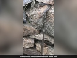 सांप को निगलने की कोशिश कर रही थी मछली, तभी दूसरे सांप ने मछली पर किया Attack और फिर जो हुआ...  - देखें Video सांप को निगलने की कोशिश कर रही थी मछली, तभी दूसरे सांप ने मछली पर किया Attack और फिर जो हुआ...  - देखें Video