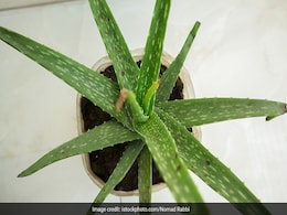 Alo vera gel: गर्मियों में एलोवेरा जेल का इस्तेमाल ऐसे करेंगी तो नहीं होंगी 7 बड़ी परेशानियाां, यहां जानें Alo vera gel: गर्मियों में एलोवेरा जेल का इस्तेमाल ऐसे करेंगी तो नहीं होंगी 7 बड़ी परेशानियाां, यहां जानें
