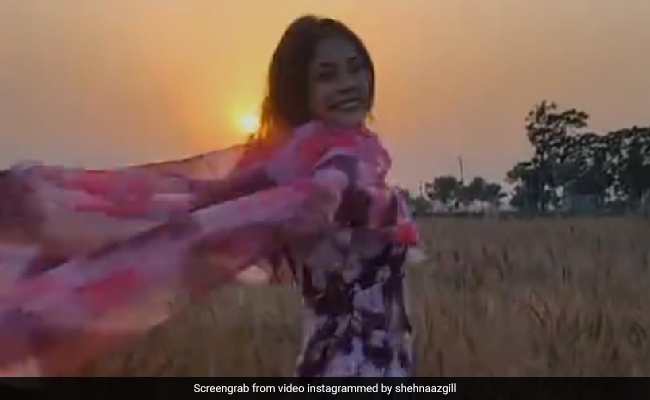 गेहूं के खेतों में यूं झूमती नजर आईं शहनाज गिल, फैंस बोले- दिल ले गई कुड़ी पंजाब दी... 