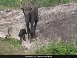हथिनी के इन क्यूट जुड़वा बच्चों पर आपको भी आ जाएगा प्यार, देखिए ये प्यारा वीडियो हथिनी के इन क्यूट जुड़वा बच्चों पर आपको भी आ जाएगा प्यार, देखिए ये प्यारा वीडियो
