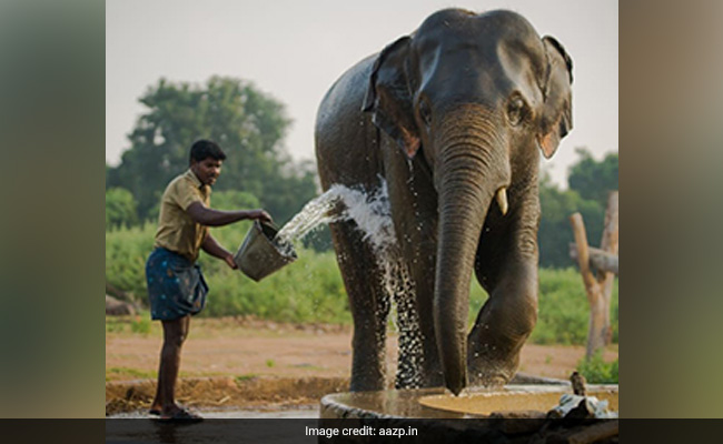 Water Showers, Shade Nets Installed To Keep Tamil Nadu Zoo Animals Cool