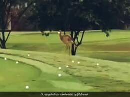 VIDEO: कभी किसी पक्षी को देखा है गोल्फ खेलते, देखिए इस पक्षी का खेल VIDEO: कभी किसी पक्षी को देखा है गोल्फ खेलते, देखिए इस पक्षी का खेल