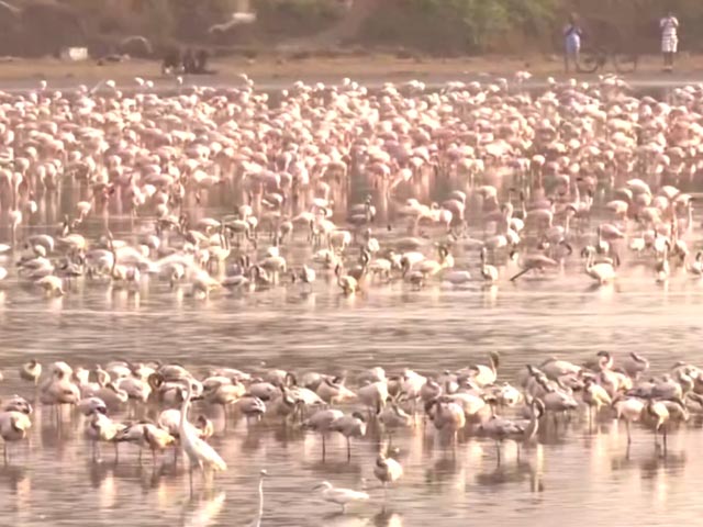 Huge Number Of Migratory Birds Flock To Navi Mumbai