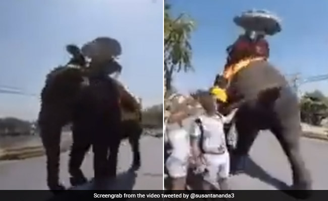 Viral Video: जब हाथी को आया गुस्सा तो इन विदेशियों का हुआ बुरा हाल, गजराज के नाराज होने की वजह जान यूजर्स ने कहा- 'वेल डन'