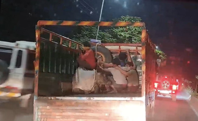 In Video, "Smuggled Cattle" Thrown From Truck In Dramatic Top-Speed Chase