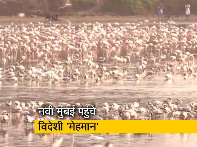 नवी मुंबई में बड़ी संख्या में पहुंचा प्रवासी पक्षियों का झुंड