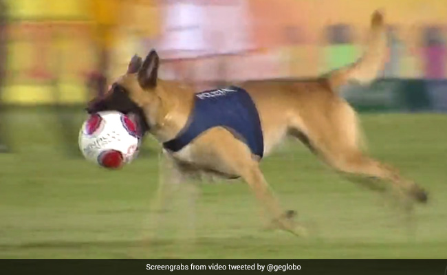 Police Dog Steals The Show During Football Match, Delights Internet