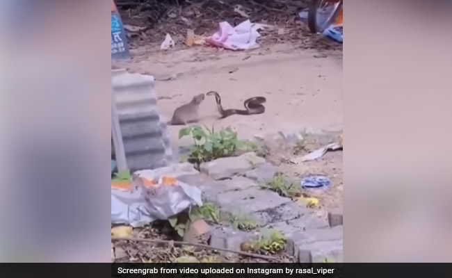 जहरीले सांप ने चूहे पर जैसे ही किया Attack, छोटे जानवर को आया गुस्सा, नोच-नोच कर किया बुरा हाल - देखें VIDEO