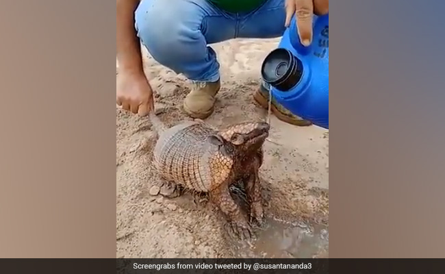 चिलचिलाती गर्मी में प्यास से तड़प रहे जानवर को इस शख्स ने  पिलाया पानी, वीडियो हुआ वायरल