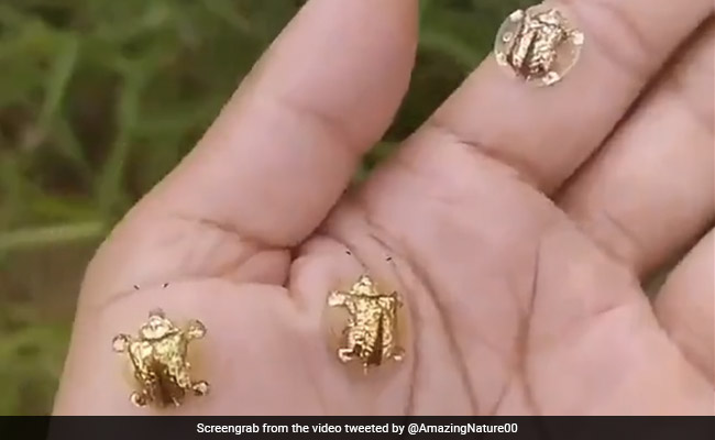 Video Of Golden Tortoise Beetle Captures Internet's Attention