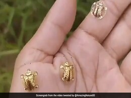 Video Of Golden Tortoise Beetle Captures Internet's Attention Video Of Golden Tortoise Beetle Captures Internet's Attention
