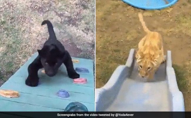 पार्क में बच्चों की तरह खेलती हुई नजर आईं Big Cats, स्मार्टनेस देख आप भी हो जाएंगे फिदा