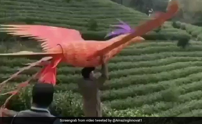 देखते ही देखते हवा में उड़ा विशालकाय पंछी, बेजान पंखों के साथ पूरी की ऊंची उड़ान