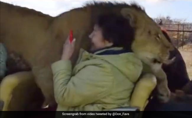 गाड़ी में अचानक आ गया ख़ूखार शेर, वीडियो देखने के बाद आपको लगने लगेगा डर