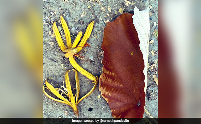 Photo Of 'Kanak Champa', "Dinner Plate Tree", Amuses Twitter