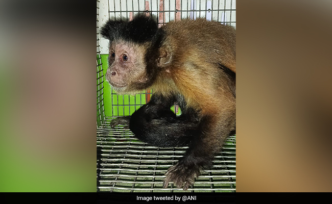5 "Exotic" Monkeys, Wallaby Rescued In Assam