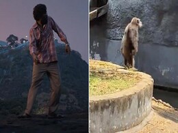 इंसान तो इंसान चिम्पांजी भी हुआ 'पुष्पा' की 'श्रीवल्ली' का फैन, वीडियो में अल्लू अर्जनु का हुक स्टेप करता आया नजर इंसान तो इंसान चिम्पांजी भी हुआ 'पुष्पा' की 'श्रीवल्ली' का फैन, वीडियो में अल्लू अर्जनु का हुक स्टेप करता आया नजर