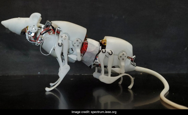Scientists Work On Robotic Rat That Can Help Rescuers Look For Survivors At Disaster Sites