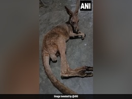 Probe Ordered After 3 Kangaroos Found In Bengal Forest, 2 Severely Injured Probe Ordered After 3 Kangaroos Found In Bengal Forest, 2 Severely Injured